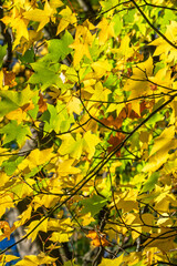 foliage leaf autumn leaves