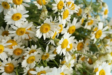 Fototapeta premium Many beautiful chamomile flowers as background, closeup