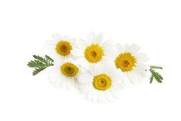 Obraz premium Beautiful chamomile flower buds and green leaves isolated on white