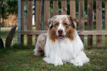 Porträt eines Australian Shepherd 