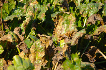 Cercospora-Blattfleckenkrankheit, Cercospora beticola