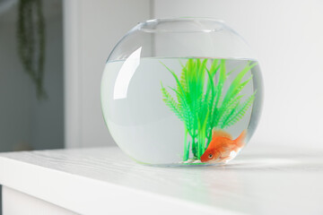 Beautiful goldfish in round aquarium on white table