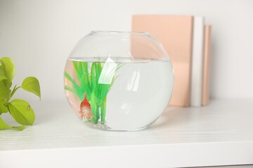 Beautiful goldfish in round aquarium and books on shelf