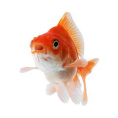 One small beautiful goldfish isolated on white