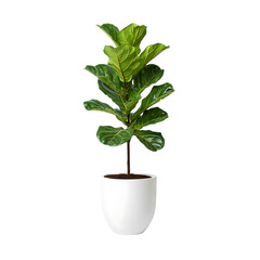 Potted small green houseplant in a flowerpot