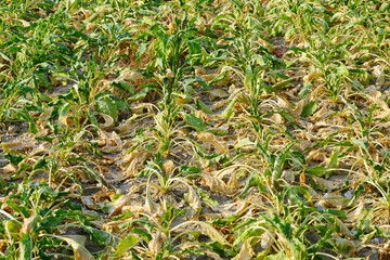 Zuckerrübe,  Zuckerrüben,  Beta vulgaris, Trockenheit, Trockenstress