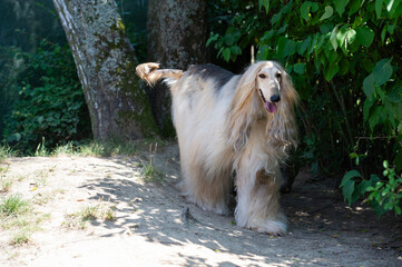 Afghanischer Windhund läuft im Garten