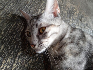 photo of a striped cat's head