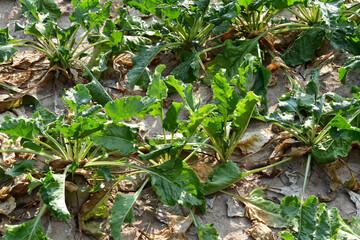 Zuckerrübe,  Zuckerrüben,  Beta vulgaris, Trockenheit, Trockenstress