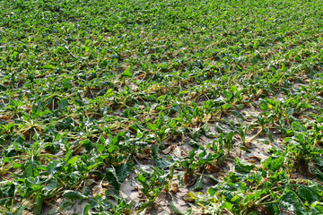 Zuckerrübe,  Zuckerrüben,  Beta vulgaris, Trockenheit, Trockenstress