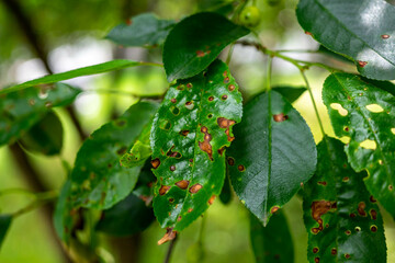 Sick cherry leves at early summer close up shot on natural light.