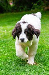 Landseer Welpe zuhause im Garten