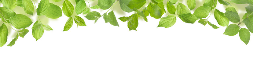 Obraz premium Branches with fresh green leaves on white background