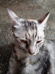 photo of a striped cat's head