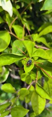 Fototapeta premium Small Insect on Green Leaf: A small, dark-bodied insect with subtle blue or purple iridescence is perched on a bright green leaf, bathed in natural light