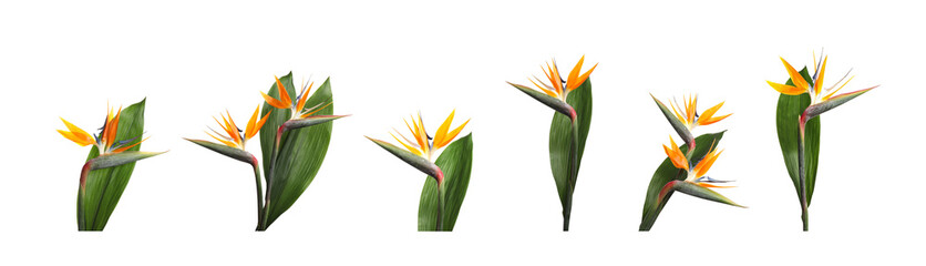Bird of Paradise tropical flowers on white background, set