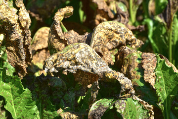 Ramularia-Blattfleckenkrankheit, Ramularia beticola