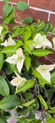 White Bougainvillea Against Brick Wall: White bougainvillea flowers with green leaves bloom beautifully against a textured red brick wall, showcasing vibrant colors.