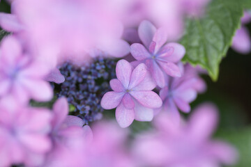 紫陽花