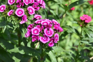 Obraz premium Elegant Carnation flower in Bloom 