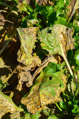 Ramularia-Blattfleckenkrankheit, Ramularia beticola