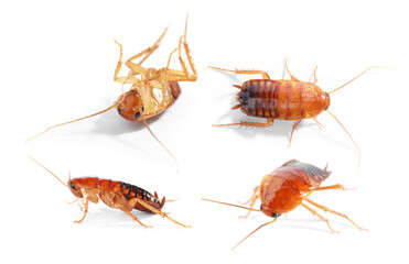 Set of many cockroaches isolated on white