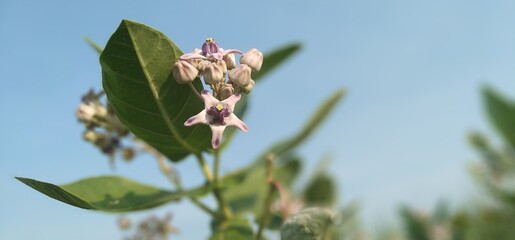 bud of a flower