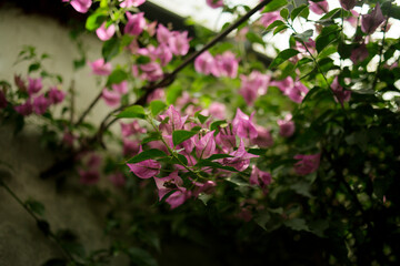 Beautiful Bougainvillea pink and purple flowers, Bougainvillea glabra Choisy, flowering in spring...