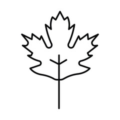 Maple Leaf thinline icon , vector, pixel perfect, illustrator file 
