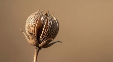 Dry seed pod with intricate design in soft focus background