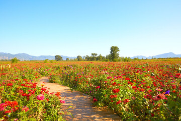 Sunlight spills on the colorful daisy fields, complementing the distant mountains.
