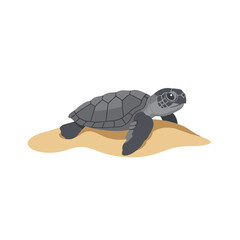 Fototapeta premium A baby sea turtle emerging from the sandy beach, heading towards the ocean waves