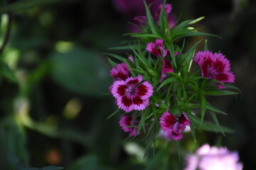 Elegant Carnation flower in Bloom

