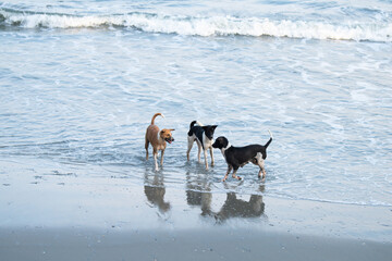 Group of active dogs playing together on the ocean beach, pet splashing water wave, outdoor fun activity for animal
