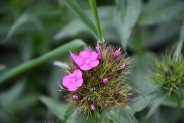 Elegant Carnation flower in Bloom
