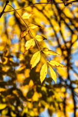 foliage leaf autumn leaves