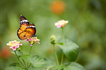 colorful butterfly stops on colorful small flower