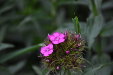 Obraz premium Elegant Carnation flower in Bloom 