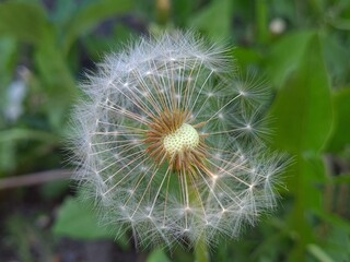 Obraz premium Whispers of Nature: Fluffy Dandelion in the garden 