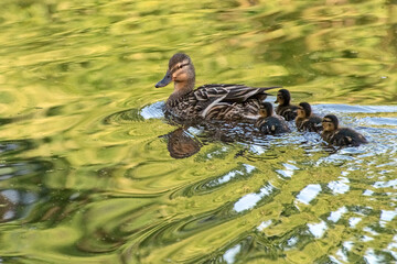 Stockente mit Nachwuchs