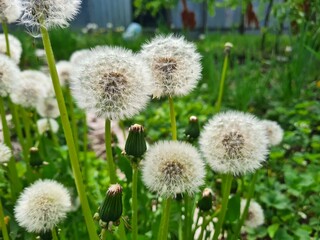 Whispers of Nature: Fluffy Dandelion in the garden
