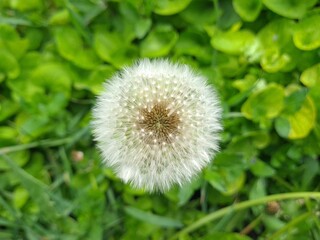 Obraz premium Whispers of Nature: Fluffy Dandelion in the garden 