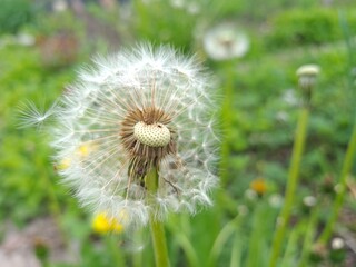 Obraz premium Whispers of Nature: Fluffy Dandelion in the garden 