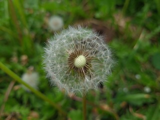 Whispers of Nature: Fluffy Dandelion in the garden
