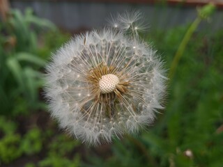 Whispers of Nature: Fluffy Dandelion in the garden

