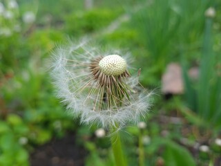 Whispers of Nature: Fluffy Dandelion in the garden
