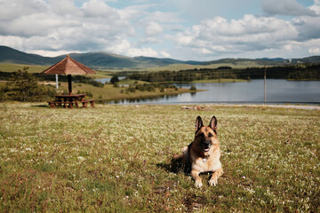 German Shepherd dog laying in a meadow with Ribnicko Lake and mountain landscape in the background.