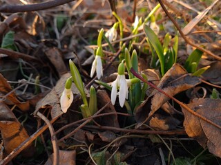 Graceful Snowdrops Blooming in Early Spring
