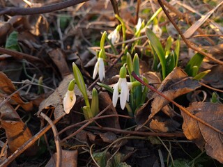Graceful Snowdrops Blooming in Early Spring
