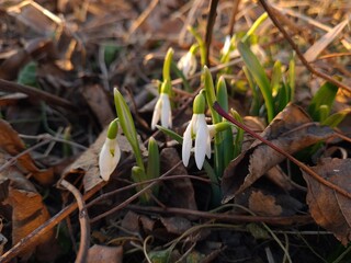 Graceful Snowdrops Blooming in Early Spring
